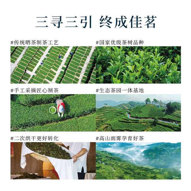 寻引白茶（白牡丹）