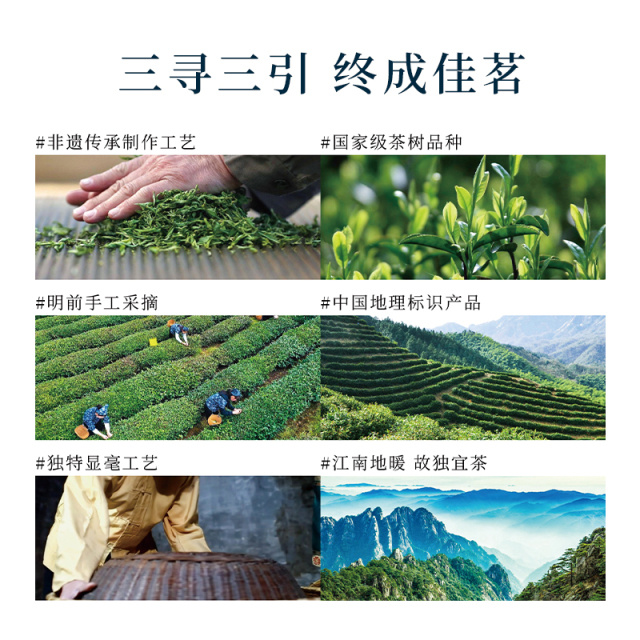 寻引绿茶（黄山毛峰）