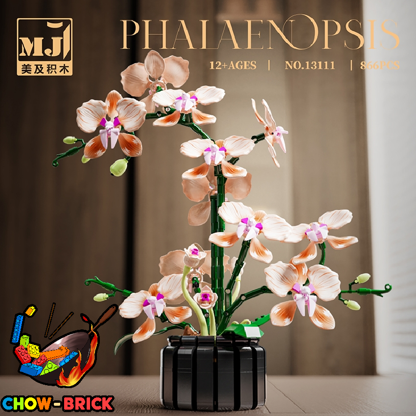 MJ 13111 Phalaenopsis - ChowBrick Store
