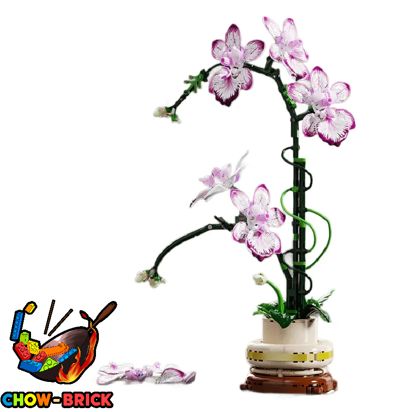MJ 13114 Cymbidium - ChowBrick Store