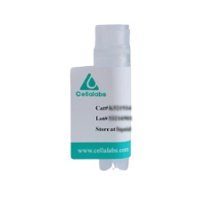 ZNF214 Knockout cell line (Hela)