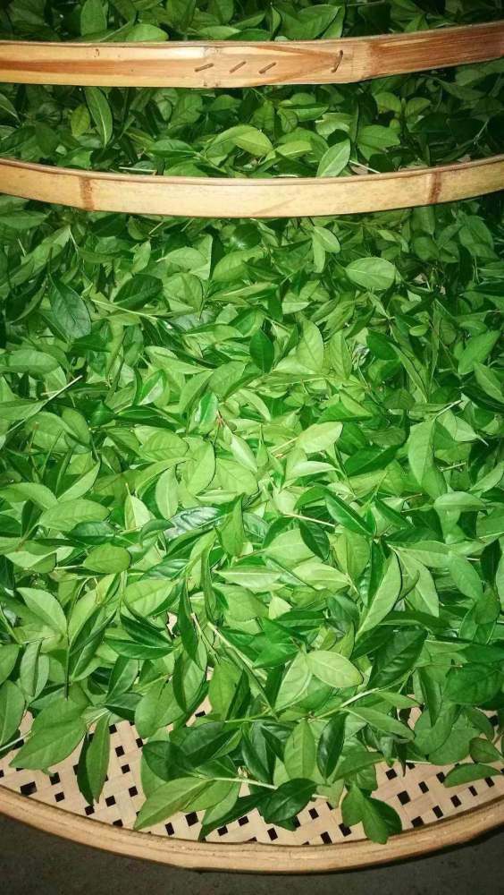 Tieguanyin