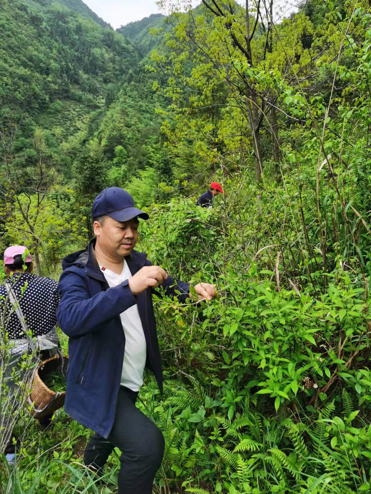 Black tea Zhengshan Small species