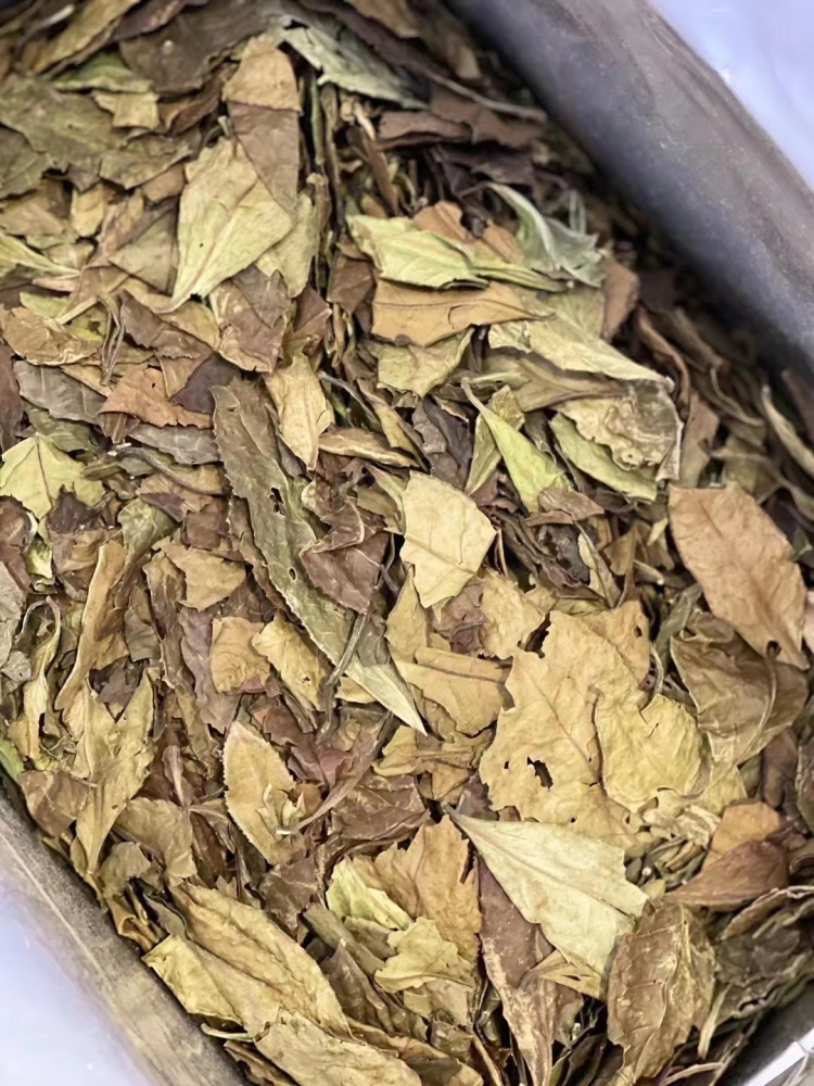 White Tea Honey Fragrance Wilder White Tea