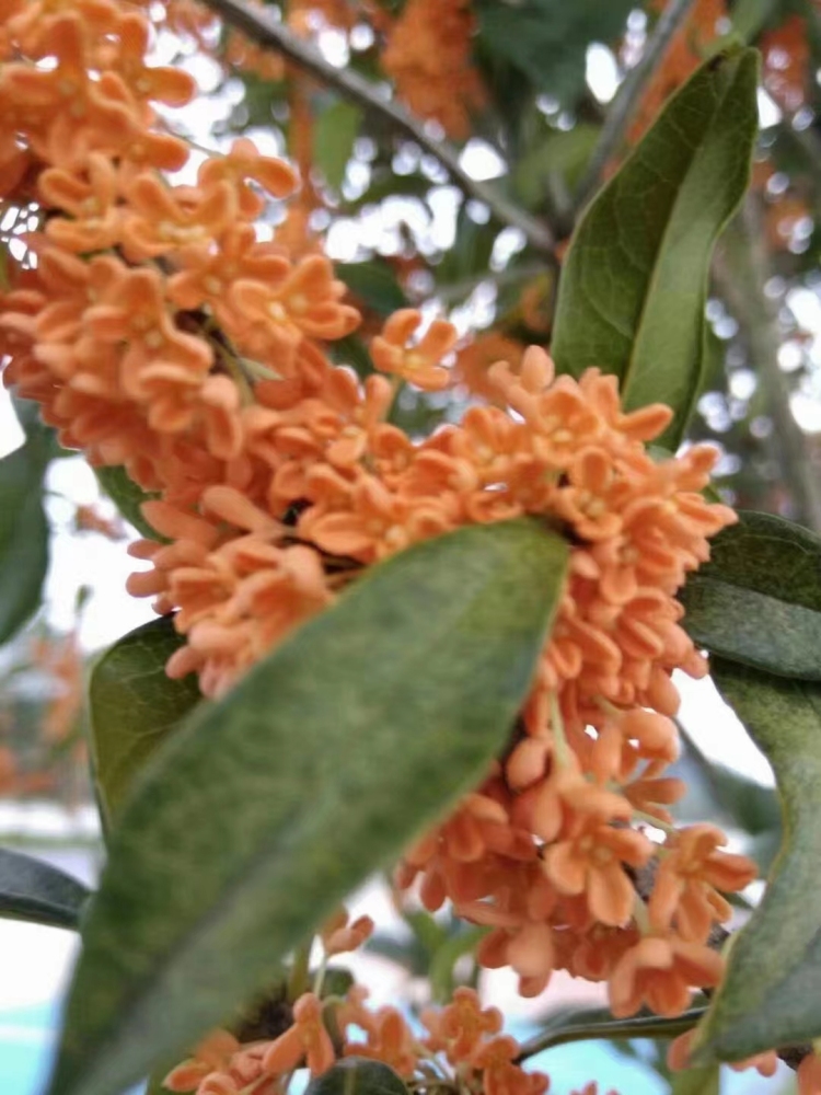 Black tea osmanthus black tea