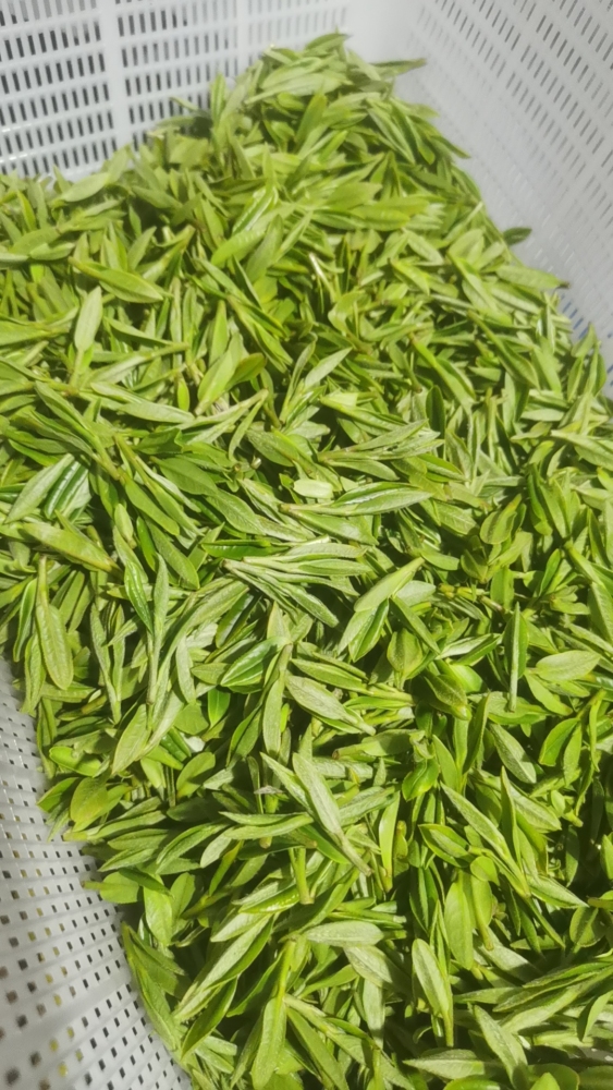 Dragon Well Spring Green Ten (shi fenf lon jing)