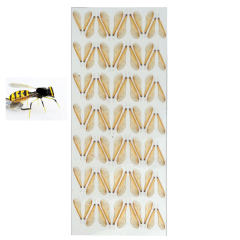 BTI-09D-5006 Wasp Flies Wings