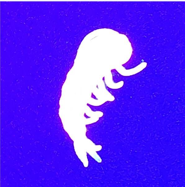 BTI-15D-3103 1.5cm Shortworm