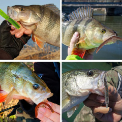 BTI-05D-RC079 Weighted Wacky Worm Fishing Lure