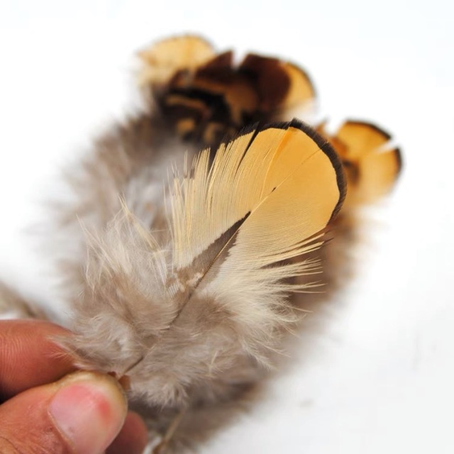 BTI-09D-4017 Pheasant Feather