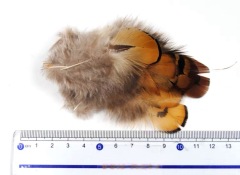 BTI-09D-4017 Pheasant Feather