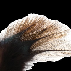 BTI-09D-4019 Coq De Leon Feather