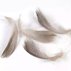 BTI-09D-4021 Mallard Flank Feather