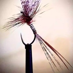 BTI-09D-4019 Coq De Leon Feather