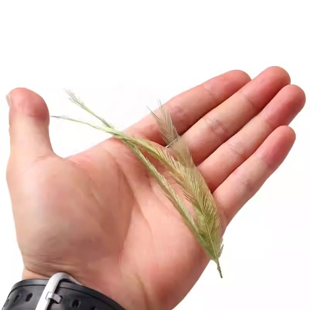 BTI-09D-4018 Emu Feather