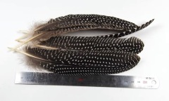 BTI-09D-4033 Natural Spotted Feather