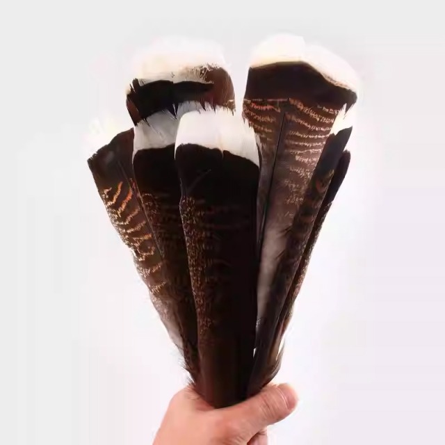 BTI-09D-4025 Turkey Tail Feather