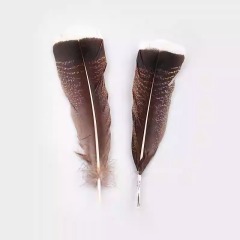 BTI-09D-4025 Turkey Tail Feather