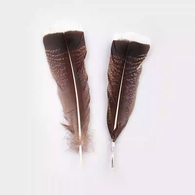 BTI-09D-4025 Turkey Tail Feather