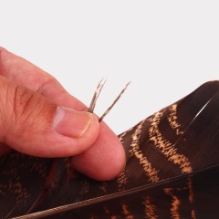 BTI-09D-4025 Turkey Tail Feather