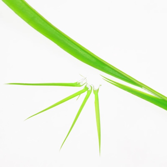 BTI-09D-4027 Turkey Biots Feather