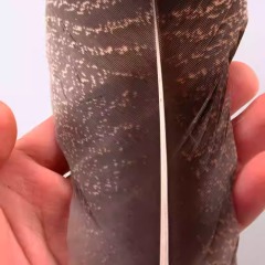 BTI-09D-4025 Turkey Tail Feather