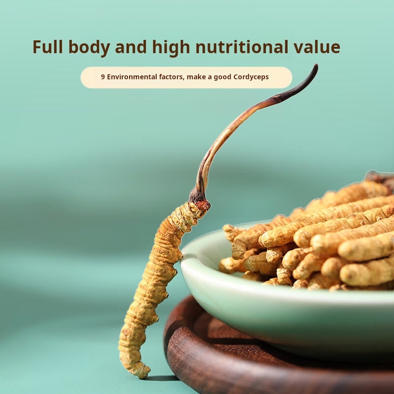 Drug-[Ayishe] Cordyceps sinensis 5/g 1g for lung and kidney deficiency and deficiency of essence and qi