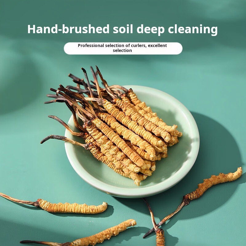Drug-[Ayishe] Cordyceps sinensis 5/g 1g for lung and kidney deficiency and deficiency of essence and qi