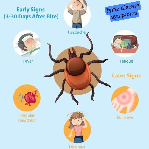 lyme disease symptoms
