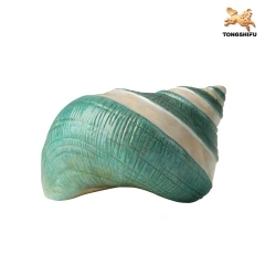 CONCH B