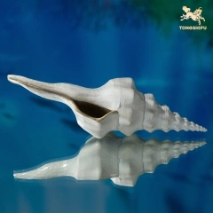 CONCH A