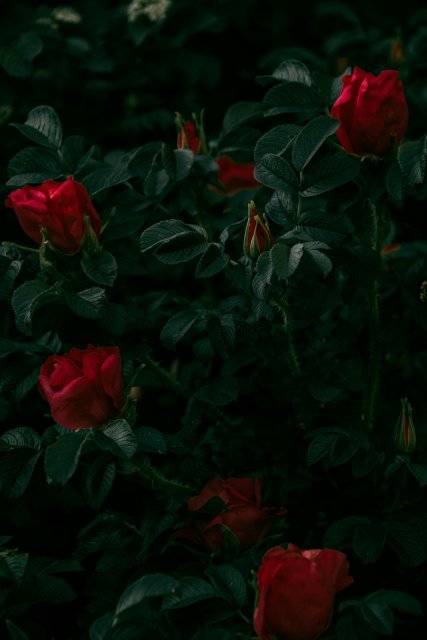 Rose Tonnerre