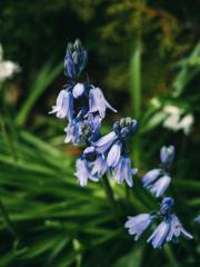 Wild Bluebell