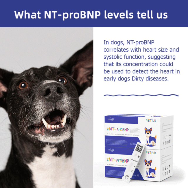 cNT-proBNP Canine Rapid Tests(FIA)