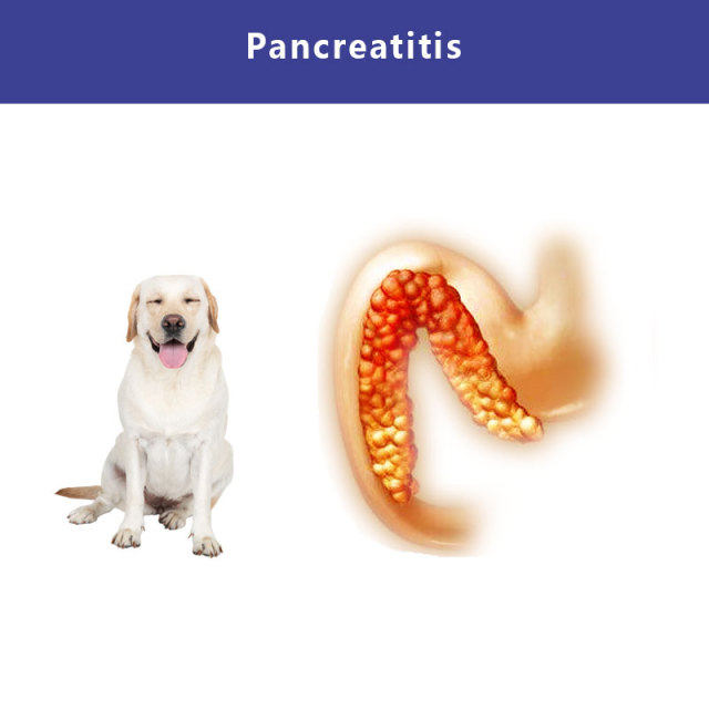 Test Rapidi cPL  (FIA) | Lipasi pancreatica canina (cPL)Test quantitativo rapido | VETIVD™ cPL  15 minuti per ottenere i risultati