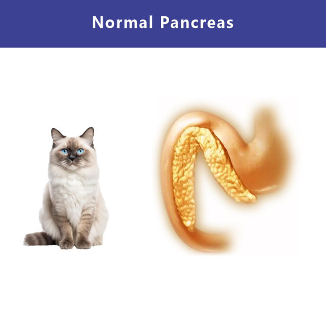 fPL Feline Rapid Tests(FIA) | Feline Pancreatic Lipase (fPL) Rapid Quantitative Test | VETIVD™ fPL 15 minutes to detect results