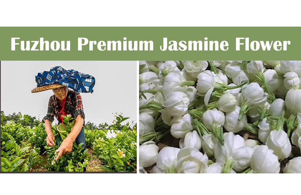 CHINESE FUZHOU JASMINE GREEN TEA