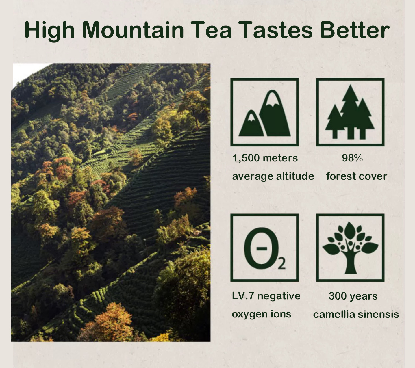 OGANIC CHINESE PU-ERH TEA HIGH MOUNTAIN TEA