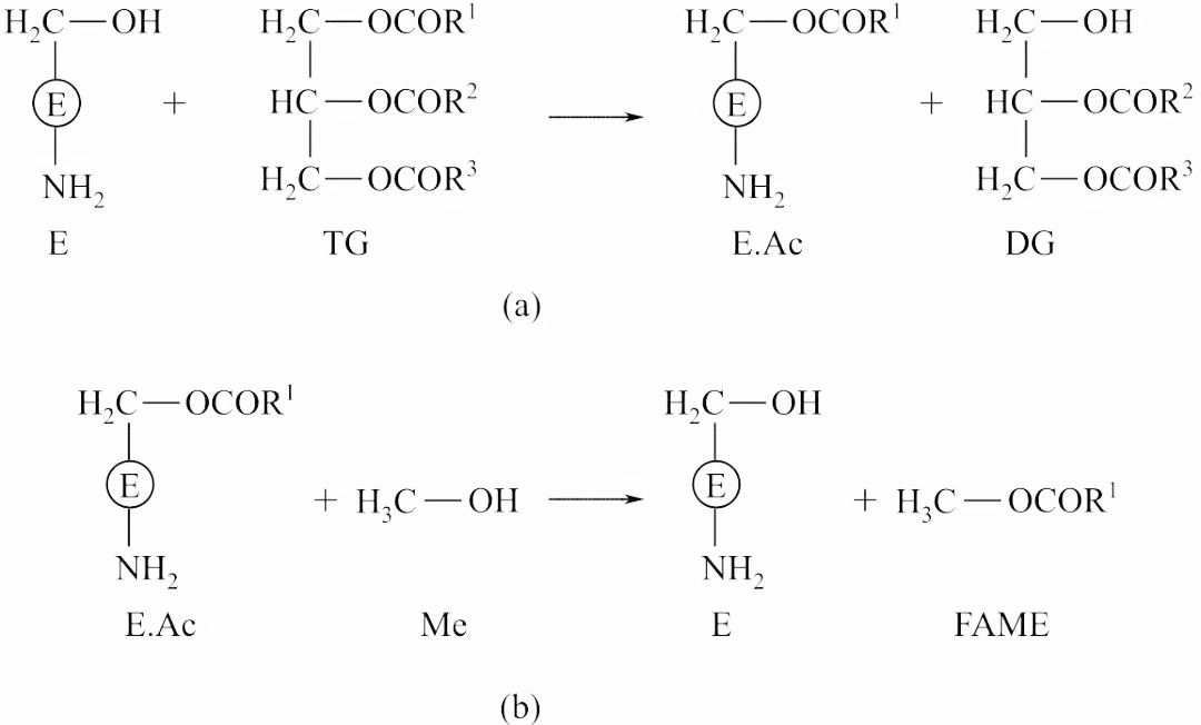 the mechanism of alcoholysis for the catalytic synthesis of esters consists  steps