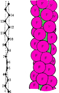 details structural formula of ptfe
