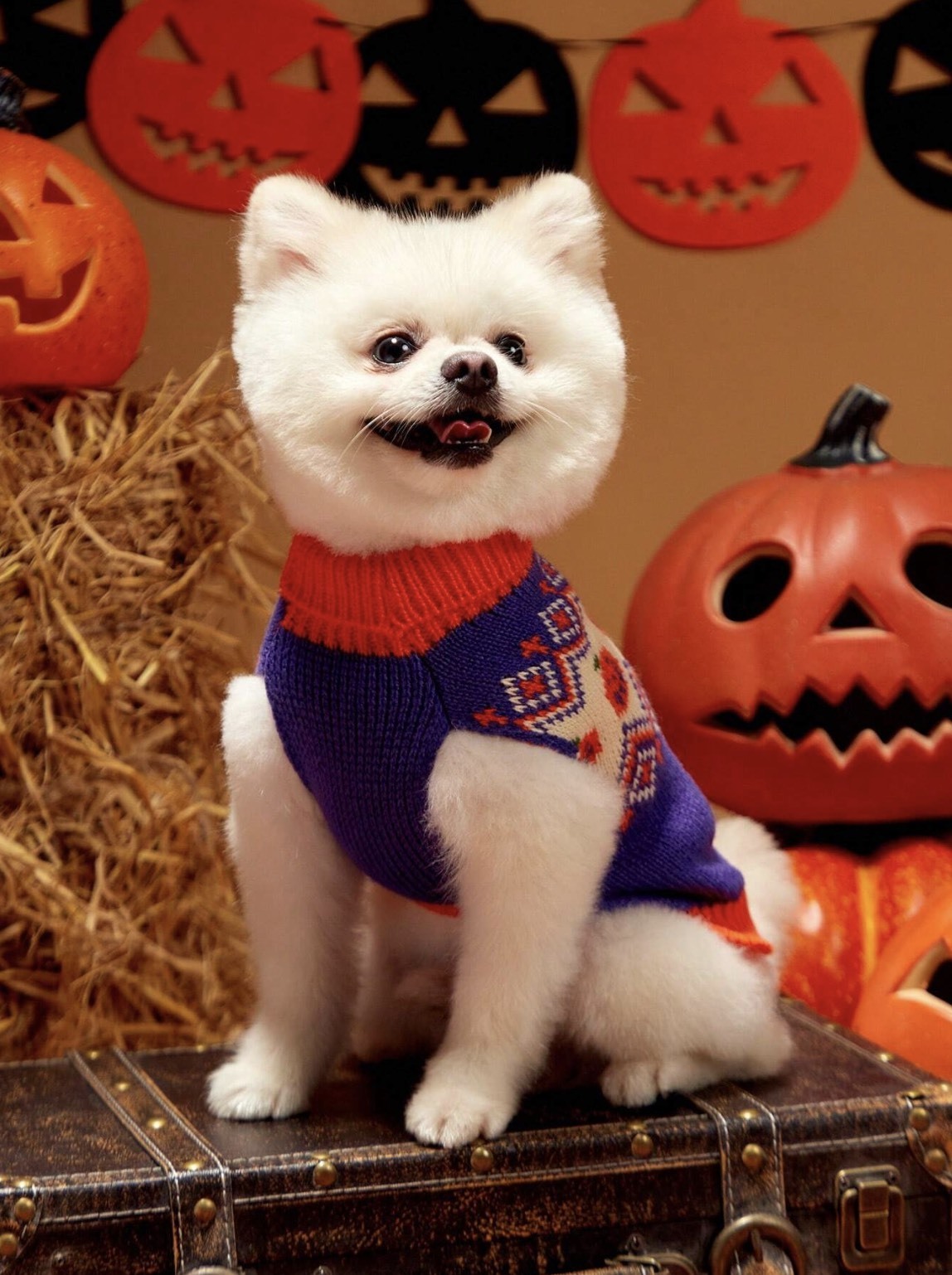 Wholesale ODM Halloween-Themed Knit Dog Sweater – Cozy & Festive Pet Wear for B2B Orders