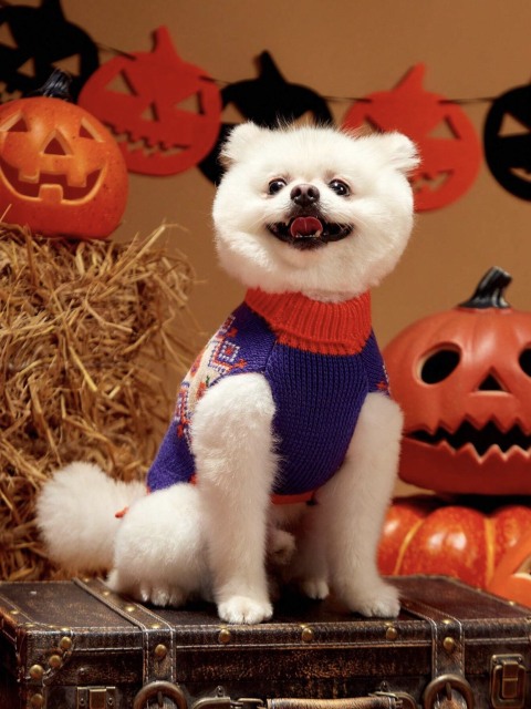 Wholesale ODM Halloween-Themed Knit Dog Sweater – Cozy & Festive Pet Wear for B2B Orders
