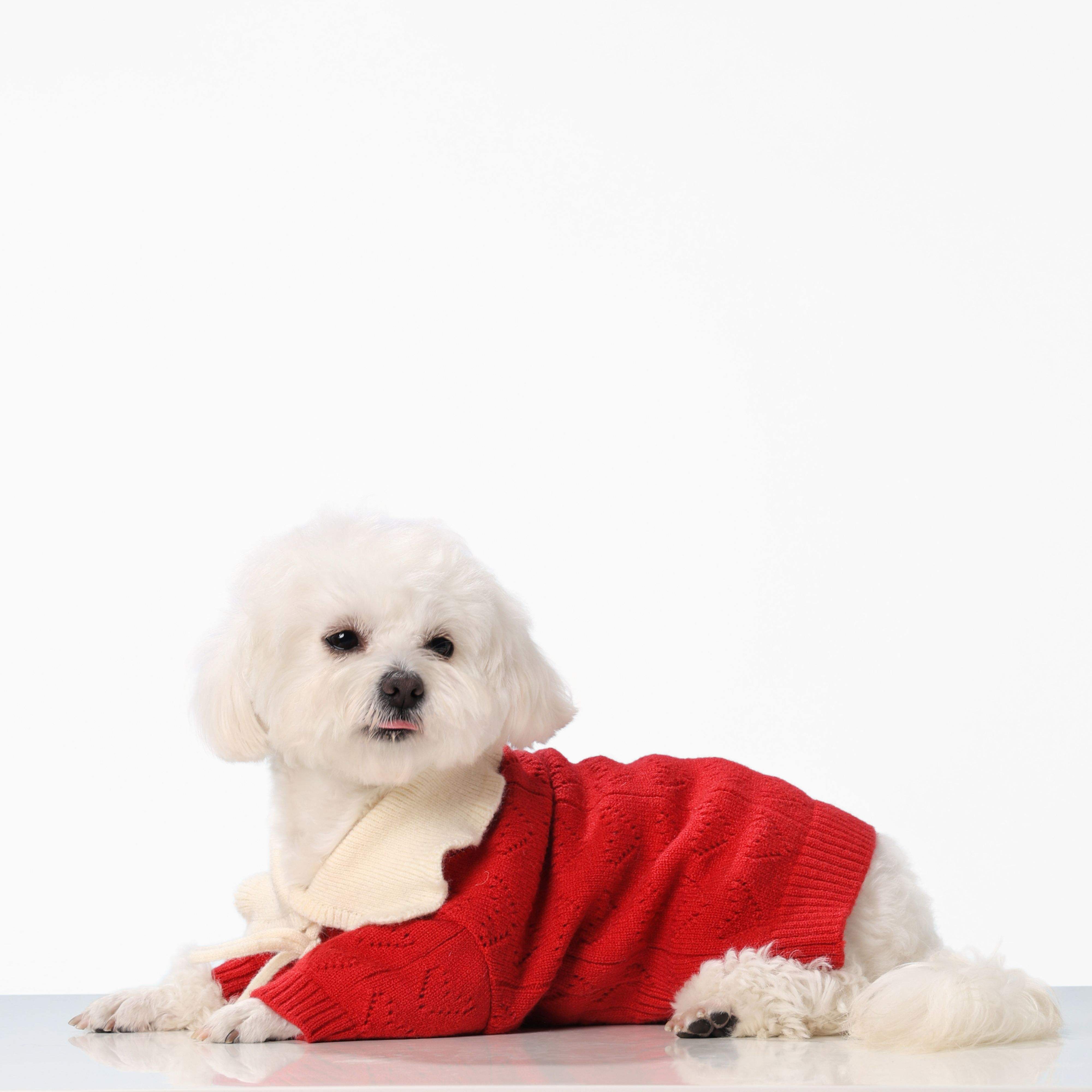 Customized Red Knit Dog Sweater with Cream Collar – Cozy Winter Pullover for Small Dogs