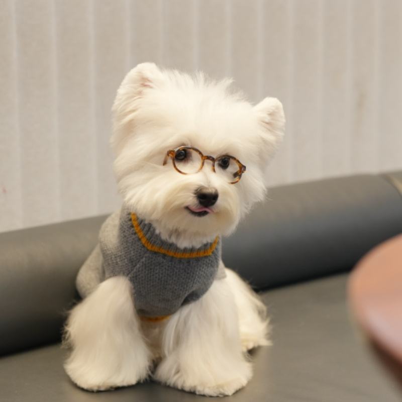 Factory Direct Classic Gray Dog Sweater – Cozy Knit Pullover with Yellow Trim for Small Dogs
