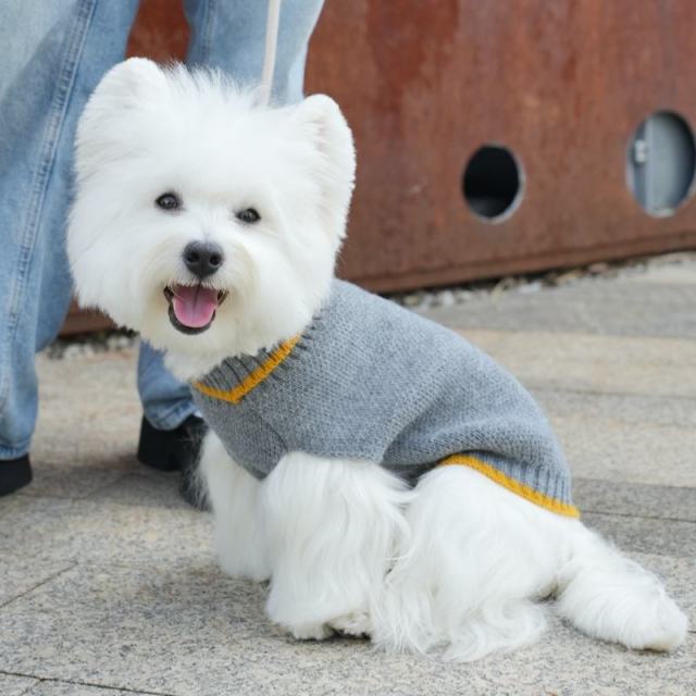 Factory Direct Classic Gray Dog Sweater – Cozy Knit Pullover with Yellow Trim for Small Dogs