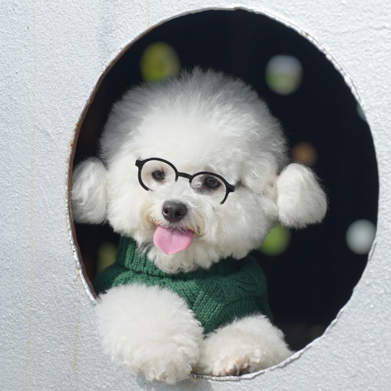 Factory Direct Forest Green Dog Sweater – Soft Cable Knit Pullover for Small Dogs