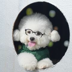 Factory Direct Forest Green Dog Sweater – Soft Cable Knit Pullover for Small Dogs
