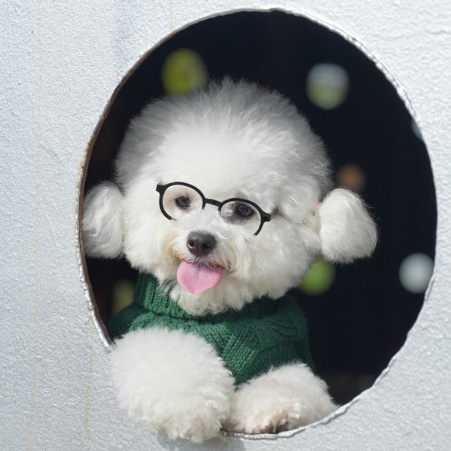 Factory Direct Forest Green Dog Sweater – Soft Cable Knit Pullover for Small Dogs