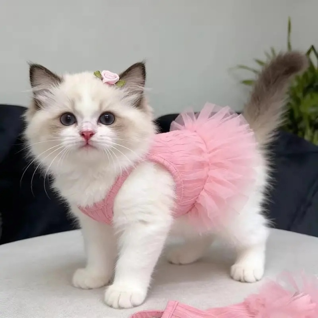 Factory Direct Pink Tulle Pet Princess Dress for Cats and Small Dogs
