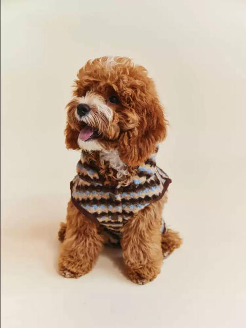 Factory Direct Striped Plush Hooded Dog Sweater Coat
